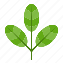 forest, green, leaves, nature, plant, tree