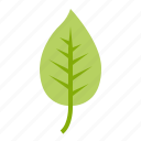 green, leaf, leaves, nature, plant, tree