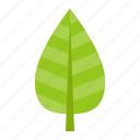 green, leaf, leaves, nature, plant, tree