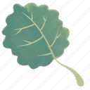 aspen, leaf, plant, leaf icon, illustration, decoration, nature, floral, green
