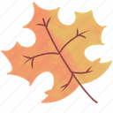 maple, leaf, plant, leaf icon, illustration, decoration, nature, flower, autumn