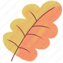 oak, leaf, plant, leaf icon, illustration, decoration, nature, flower, autumn