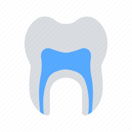 Anatomy, canal, root, tooth icon - Download on Iconfinder