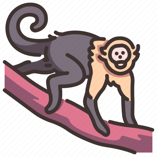 Animal, capuchin, jungle, monkey, wildlife, zoo icon - Download on Iconfinder