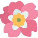 rose, nootka, flower, flora, botanical