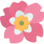 rose, nootka, flower, flora, botanical 