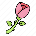 rose, flower, botanical, nature