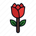 roses, red roses, rose flower, flower, rose, nature, botanical, valentine, love and romance