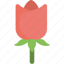 blossom, red rose, rose, rose bud, rose flower