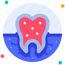 teeth, tooth, mouth, dental, dentist, human organ, medical checkup, anatomy, organ
