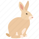 bunny, chocolate, easter, hare, meat, pet, rabbit