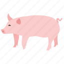 bacon, domestic, farm, pig, piglet, pork
