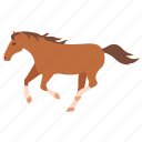 bronco, brumby, equestrian, horse, racing, stable, wild