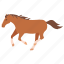 bronco, brumby, equestrian, horse, racing, stable, wild 