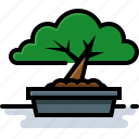 bonsai, japanese culture, plant, tree 