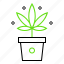 cannabis, marijuana, plant, pot, weed 