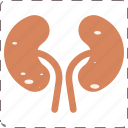 anatomy, kidney, kidney stones, organ