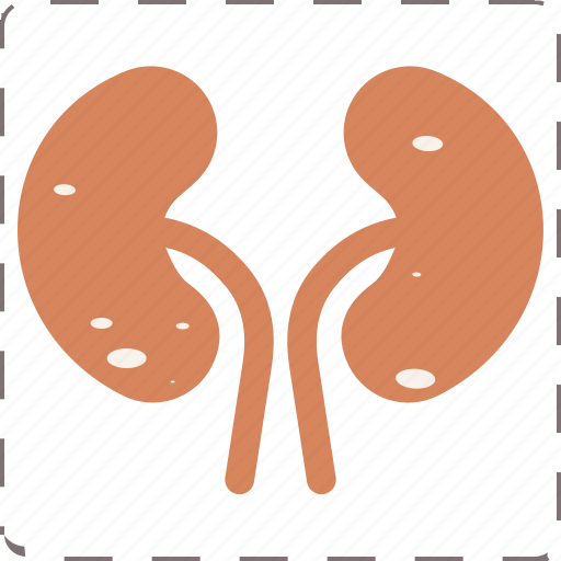 Anatomy, kidney, kidney stones, organ icon - Download on Iconfinder