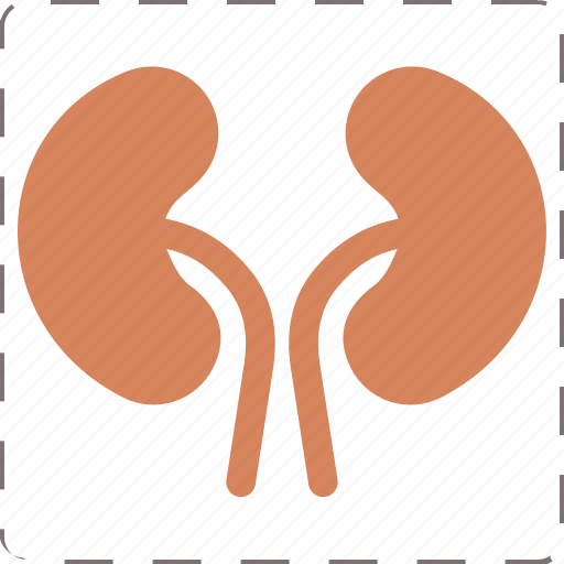 Anatomy, human, kidney, organ icon - Download on Iconfinder
