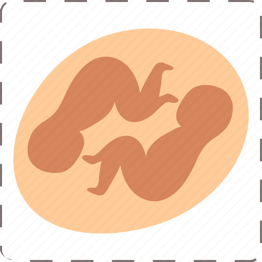 Embryo, fetus, pregnancy, twins, mom icon - Download on Iconfinder