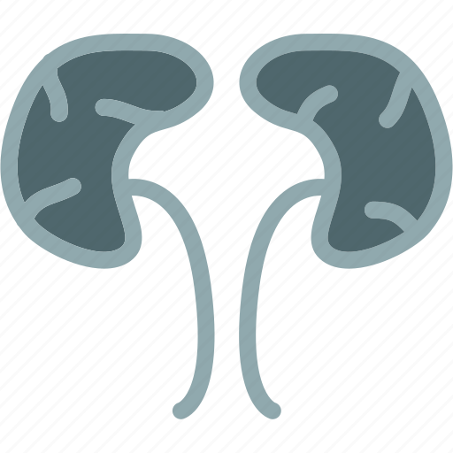 Human, kidney, organ icon - Download on Iconfinder