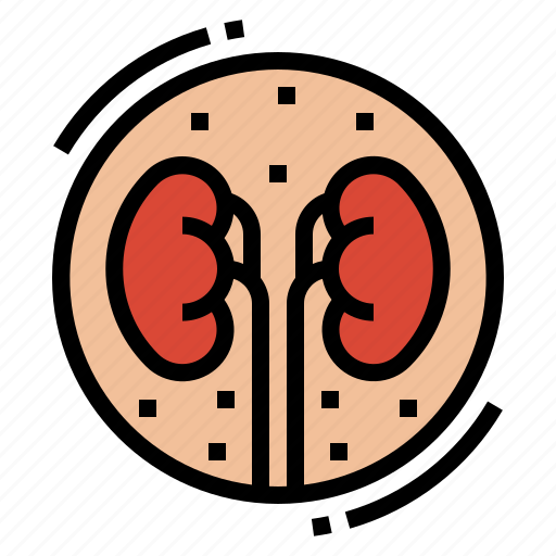 Anatomy, kidney, medical, organ icon - Download on Iconfinder