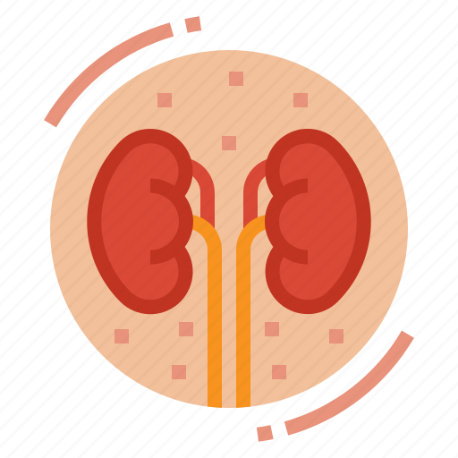 Anatomy, kidney, medical, organ icon - Download on Iconfinder