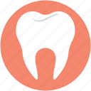 healthy teeth, human tooth, molar, molar teeth, tooth