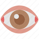 eye, eyesight, optical, organ, ophthalmology, view, eyeball