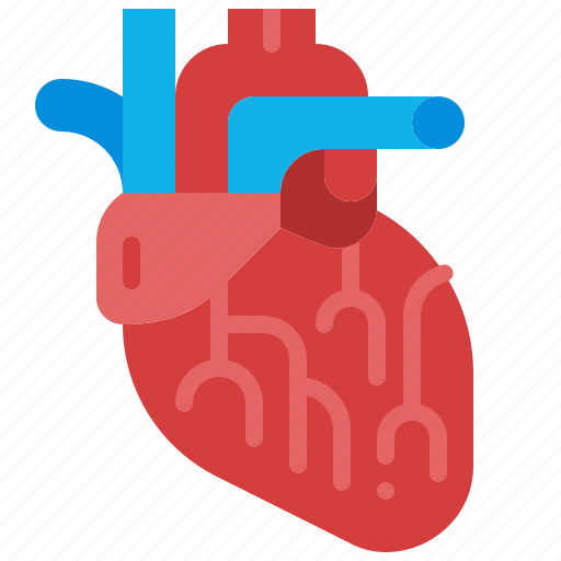 Heart, cardiology, organ, anatomy, internal, medical, body icon - Download on Iconfinder