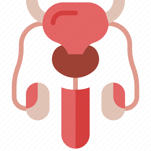 Reproductive, system, male, penis, prostate, organ, anatomy icon - Download on Iconfinder