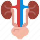 urinary, bladder, kidney, anatomy, excretory, organ, system