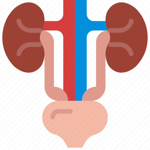 Urinary, bladder, kidney, anatomy, excretory, organ, system icon - Download on Iconfinder