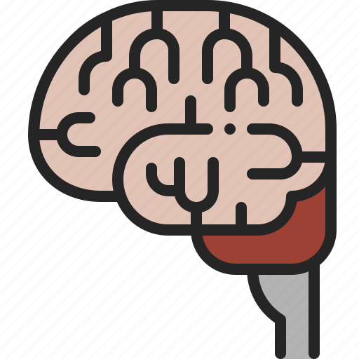Brain, human, anatomy, organ, medical, education, mind icon - Download on Iconfinder