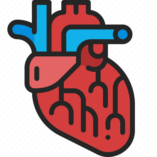 Heart, cardiology, organ, anatomy, internal, medical, body icon - Download on Iconfinder