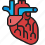 heart, cardiology, organ, anatomy, internal, medical, body, part 
