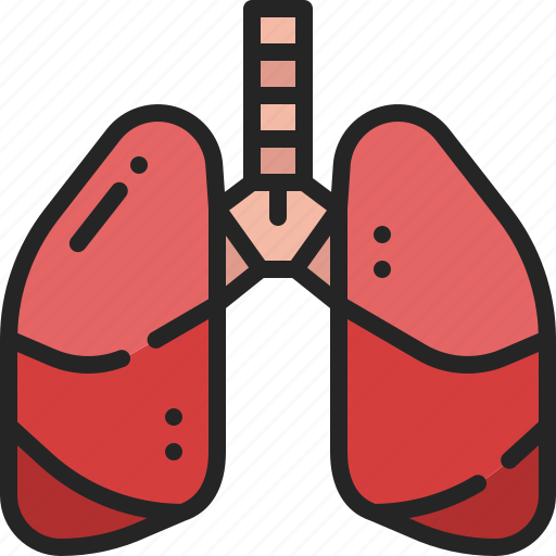 Lungs, respiratory, organ, anatomy, internal, breath, body icon - Download on Iconfinder