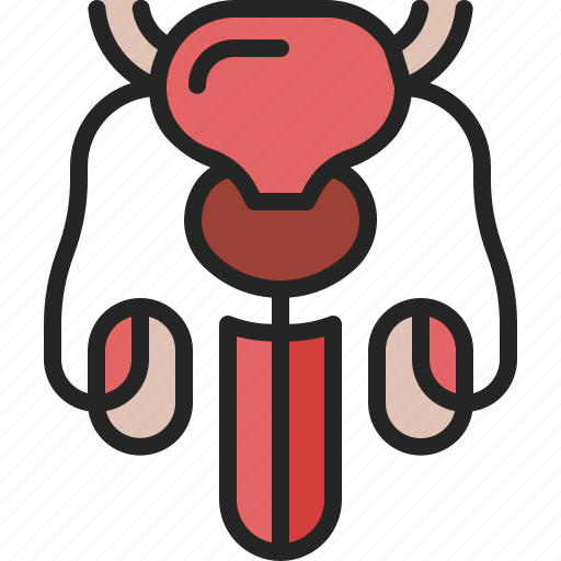 Reproductive, system, male, penis, prostate, organ, anatomy icon - Download on Iconfinder