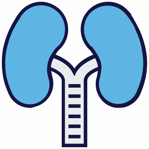 Anatomy, breathe, health, lungs, medical, phenology icon - Download on Iconfinder