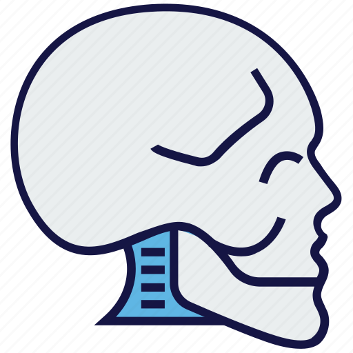 Bones, head, medical, skeleton, skull icon - Download on Iconfinder