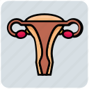 female, gynecology, health, medical, organ, sexual, vagina