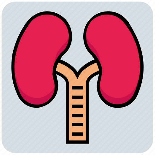 Anatomy, breathe, health, lungs, medical, phenology icon - Download on Iconfinder