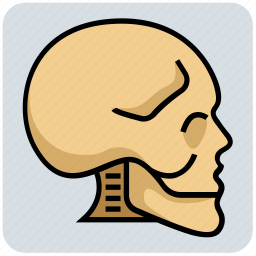 Bones, head, medical, skeleton, skull icon - Download on Iconfinder