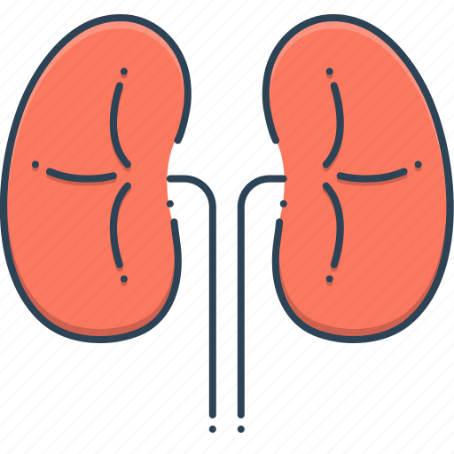 Disease, kidneys, organ, transplant icon - Download on Iconfinder