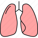 lungs, anatomy, bodypart, lung, medical, medicine, organ