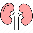kidney, anatomy, body, human, organ, part