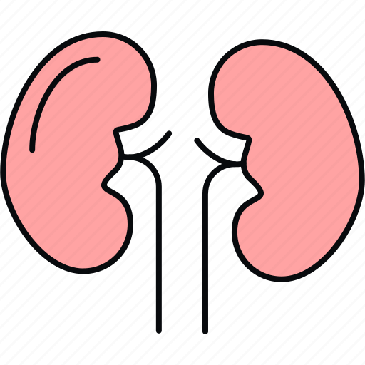 Kidney, anatomy, body, human, organ, part icon - Download on Iconfinder