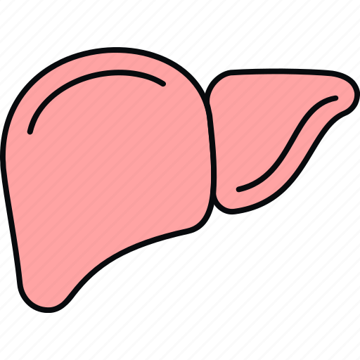 Liver, anatomy, body, medical, organ, part icon - Download on Iconfinder