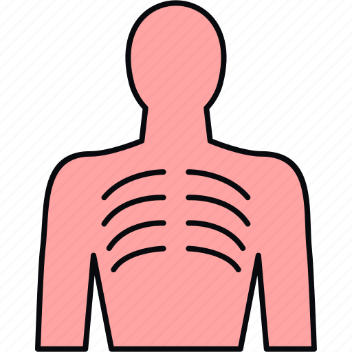 Bones, human, anatomy, bodypart, lungs icon - Download on Iconfinder