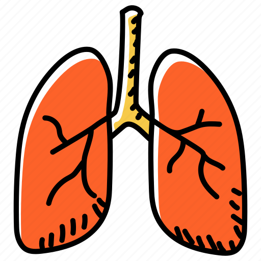 Respiratory tract, lungs, respiratory system, breathing system, ventilatory system icon - Download on Iconfinder